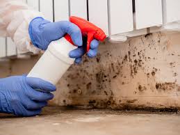 Best Water Damage & Mold Remediation  in Doe Valley, KY